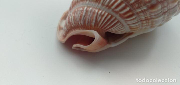Coleccionismo de moluscos: Caracola - Foto 10