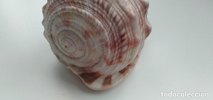 Coleccionismo de moluscos: Caracola - Foto 11