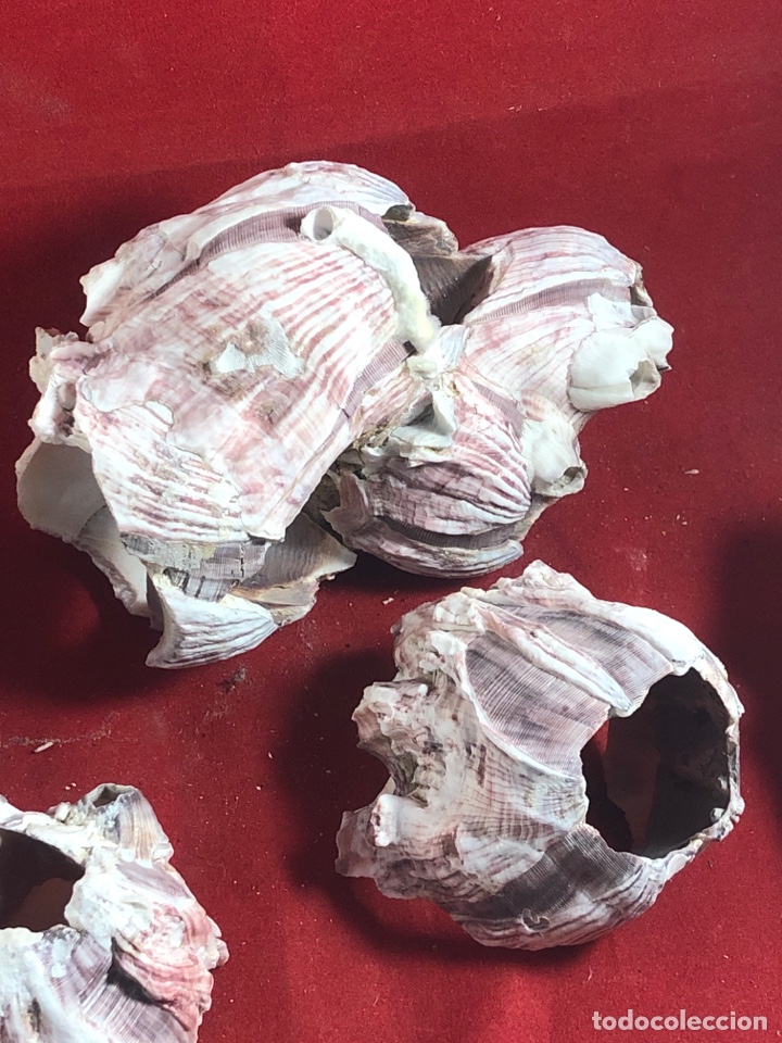 Coleccionismo de moluscos: RESTOS F&Oacute;SILES DEL MAR - Foto 3