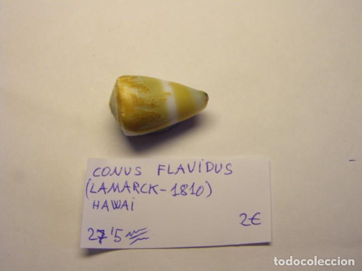 Coleccionismo de moluscos: Caracol snail shell conus flavidus. Hawai. - Foto 1