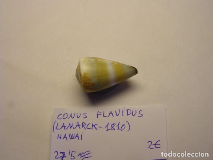 Coleccionismo de moluscos: Caracol snail shell conus flavidus. Hawai. - Foto 2