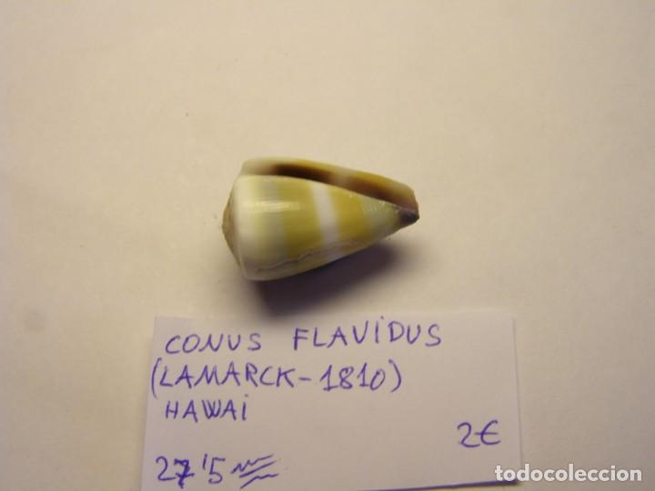 Coleccionismo de moluscos: Caracol snail shell conus flavidus. Hawai. - Foto 3