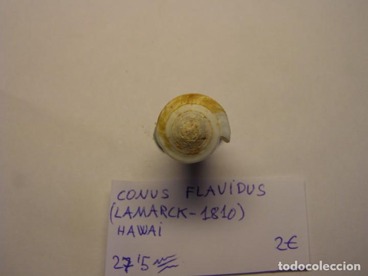Coleccionismo de moluscos: Caracol snail shell conus flavidus. Hawai. - Foto 4