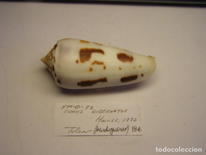 Coleccionismo de moluscos: Caracol snail shell conus gubernator. Madagascar. - Foto 1