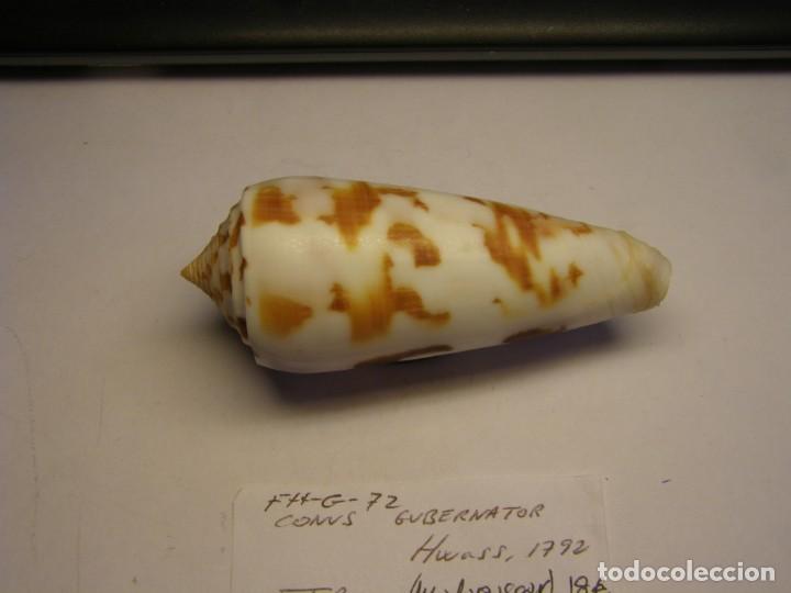 Coleccionismo de moluscos: Caracol snail shell conus gubernator. Madagascar. - Foto 2
