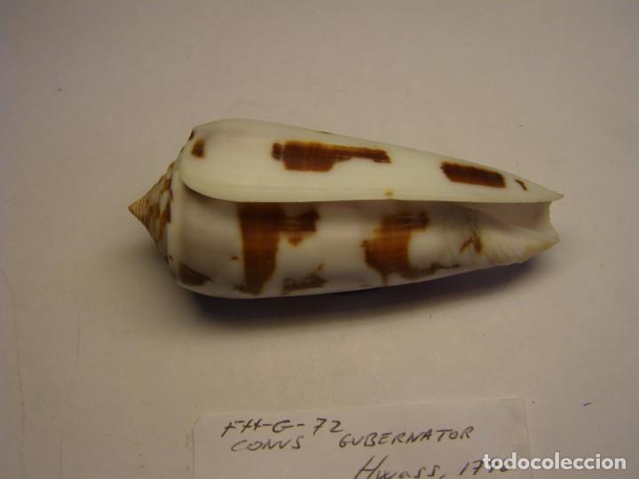 Coleccionismo de moluscos: Caracol snail shell conus gubernator. Madagascar. - Foto 3
