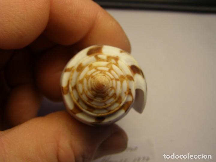 Coleccionismo de moluscos: Caracol snail shell conus gubernator. Madagascar. - Foto 4