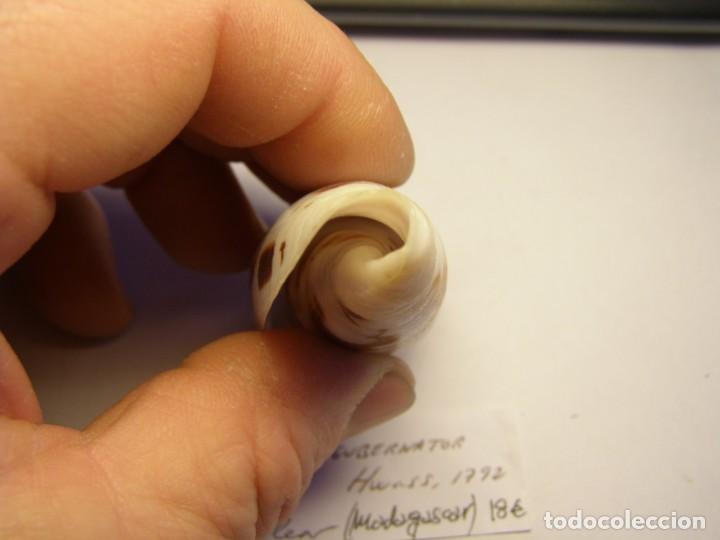 Coleccionismo de moluscos: Caracol snail shell conus gubernator. Madagascar. - Foto 5