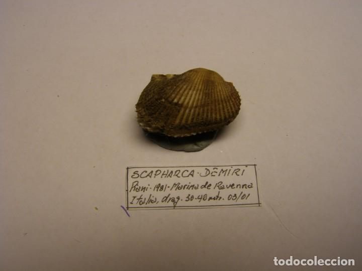 Coleccionismo de moluscos: Bivalvo shell scapharca demiri. Italia - Foto 1