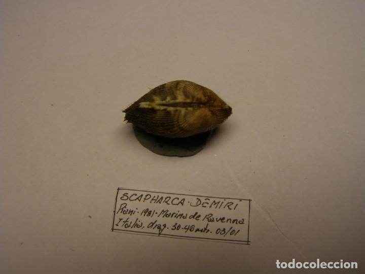 Coleccionismo de moluscos: Bivalvo shell scapharca demiri. Italia - Foto 2