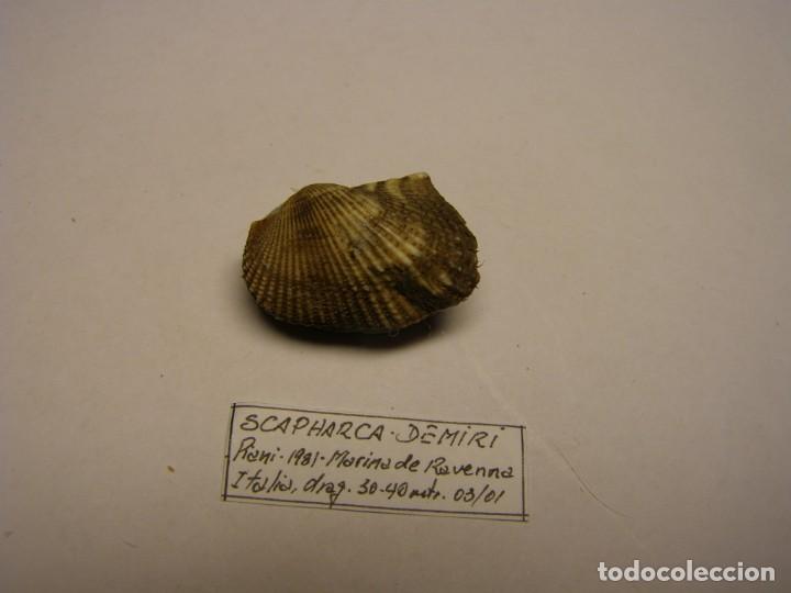 Coleccionismo de moluscos: Bivalvo shell scapharca demiri. Italia - Foto 3
