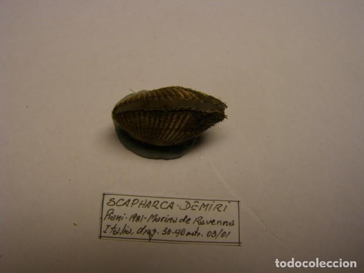 Coleccionismo de moluscos: Bivalvo shell scapharca demiri. Italia - Foto 4