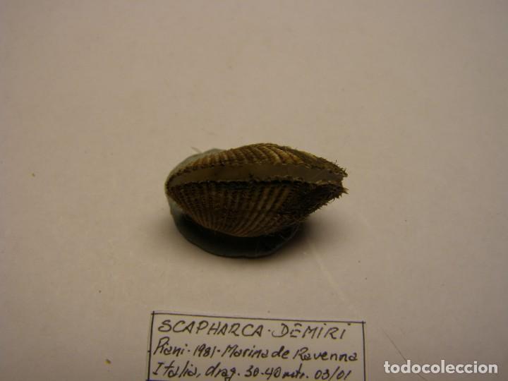 Coleccionismo de moluscos: Bivalvo shell scapharca demiri. Italia - Foto 5