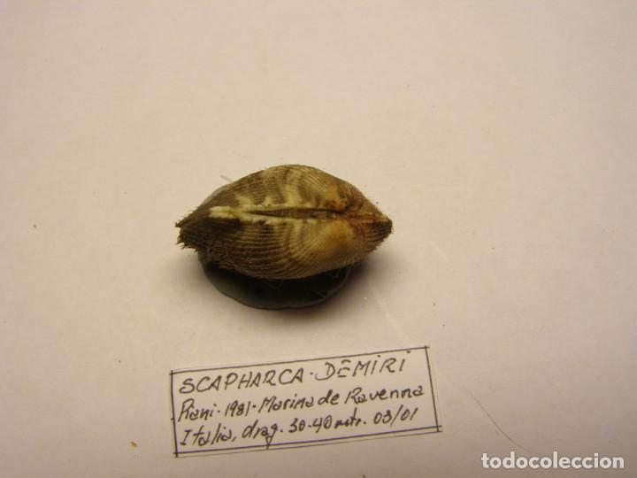 Coleccionismo de moluscos: Bivalvo shell scapharca demiri. Italia - Foto 6