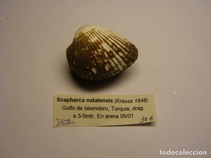 Coleccionismo de moluscos: Bivalvo shell scapharca natalensis. Turquia. - Foto 1