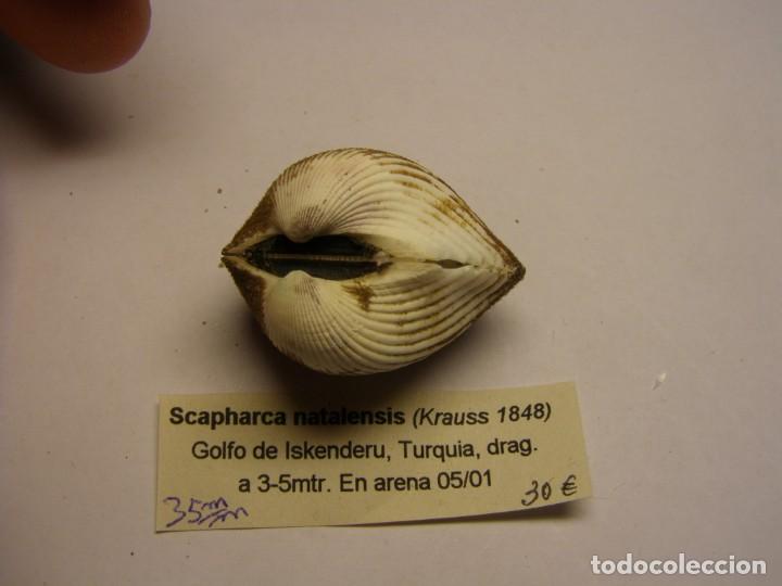 Coleccionismo de moluscos: Bivalvo shell scapharca natalensis. Turquia. - Foto 2