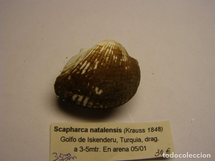 Coleccionismo de moluscos: Bivalvo shell scapharca natalensis. Turquia. - Foto 3