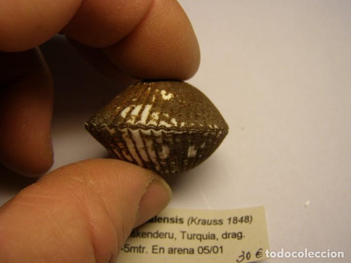 Coleccionismo de moluscos: Bivalvo shell scapharca natalensis. Turquia. - Foto 4