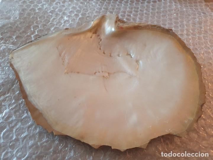 Coleccionismo de moluscos: CONCHA DE NACAR - Foto 1