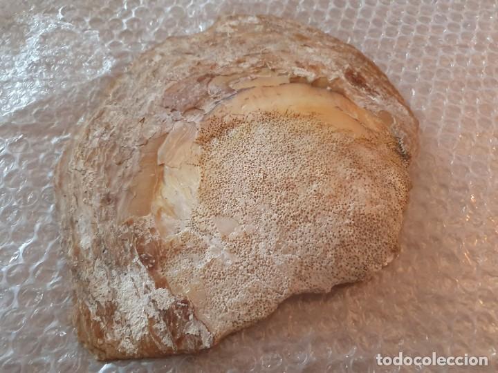 Coleccionismo de moluscos: CONCHA DE NACAR - Foto 2