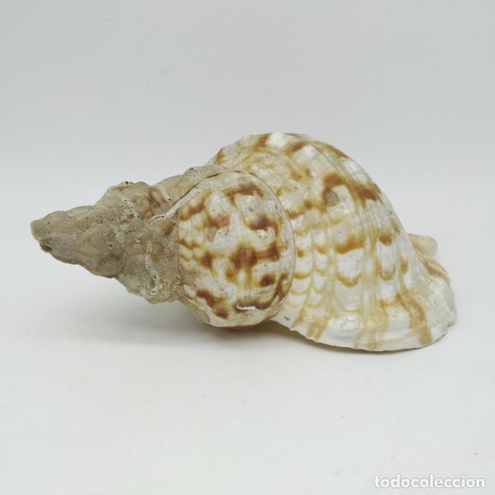 Coleccionismo de moluscos: Antigua Caracola de Mar, 19 centímetros de largo - Foto 2 - 234282920