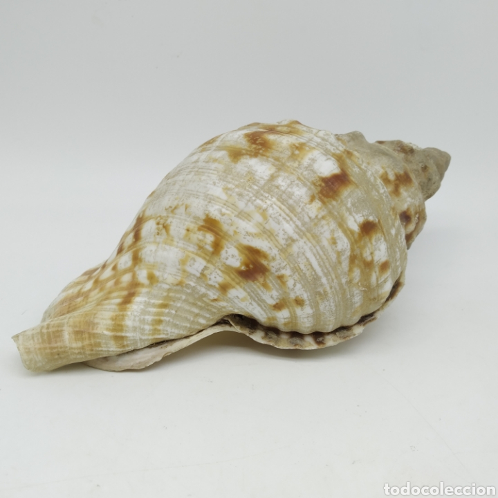 Coleccionismo de moluscos: Antigua Caracola de Mar, 19 centímetros de largo - Foto 3 - 234282920