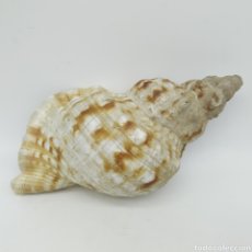 Coleccionismo de moluscos: ANTIGUA CARACOLA DE MAR, 19 CENTÍMETROS DE LARGO. Lote 234282920