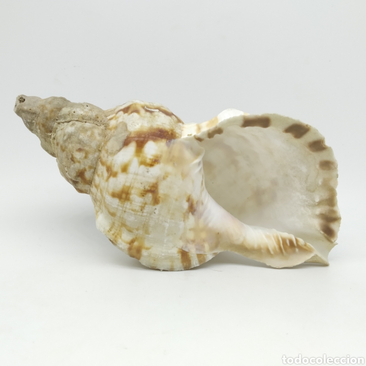 Coleccionismo de moluscos: Antigua Caracola de Mar, 19 centímetros de largo - Foto 4 - 234282920