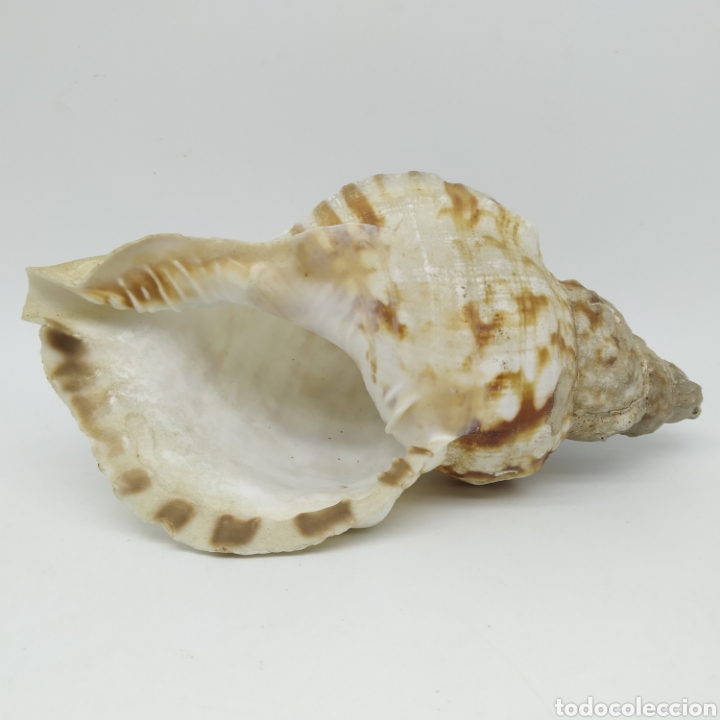 Coleccionismo de moluscos: Antigua Caracola de Mar, 19 centímetros de largo - Foto 5 - 234282920