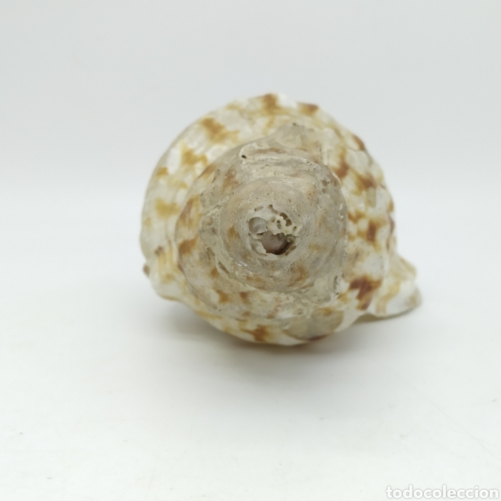 Coleccionismo de moluscos: Antigua Caracola de Mar, 19 centímetros de largo - Foto 6 - 234282920