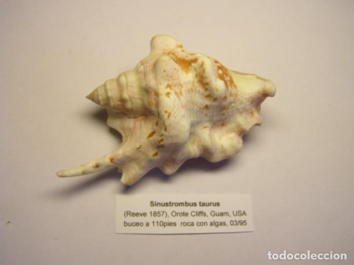 Coleccionismo de moluscos: Caracol snail shell sinustrombus taurus. Guam. - Foto 1