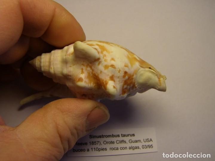 Coleccionismo de moluscos: Caracol snail shell sinustrombus taurus. Guam. - Foto 2