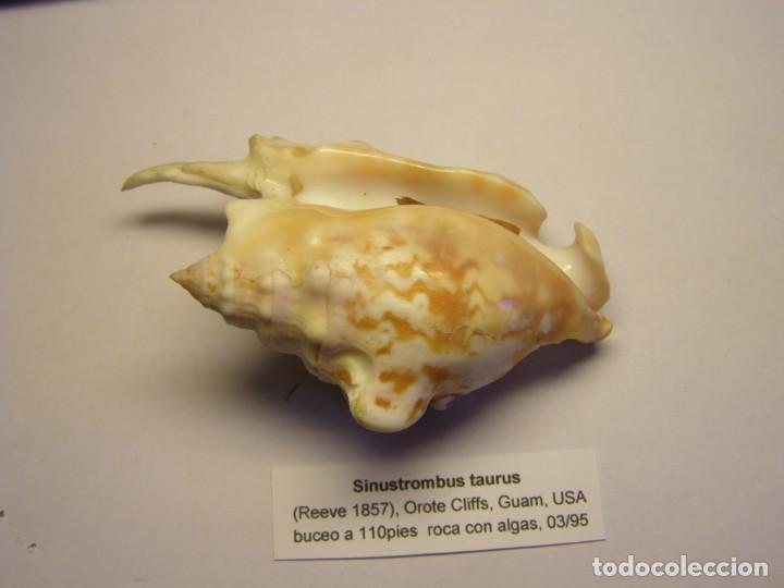 Coleccionismo de moluscos: Caracol snail shell sinustrombus taurus. Guam. - Foto 3