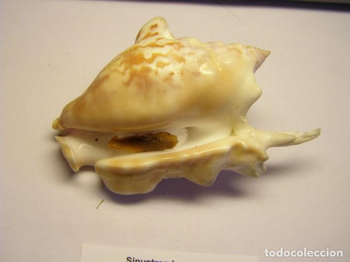 Coleccionismo de moluscos: Caracol snail shell sinustrombus taurus. Guam. - Foto 4