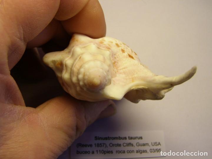 Coleccionismo de moluscos: Caracol snail shell sinustrombus taurus. Guam. - Foto 5