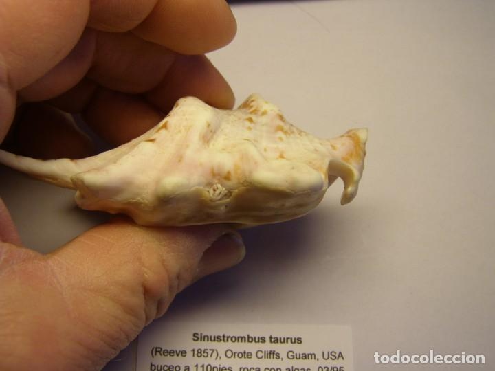 Coleccionismo de moluscos: Caracol snail shell sinustrombus taurus. Guam. - Foto 6