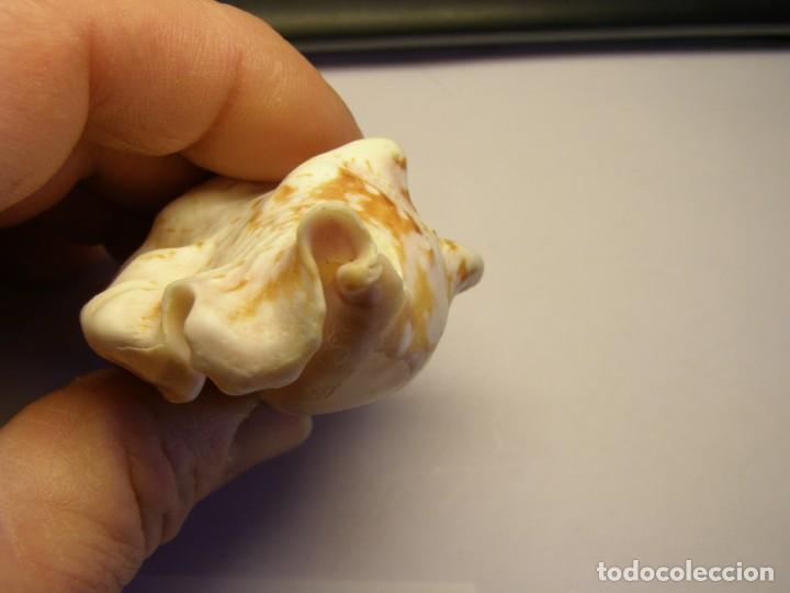 Coleccionismo de moluscos: Caracol snail shell sinustrombus taurus. Guam. - Foto 7