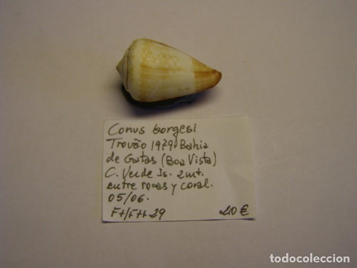 Coleccionismo de moluscos: Caracol snail shell conus borgesi. Cabo Verde. - Foto 1