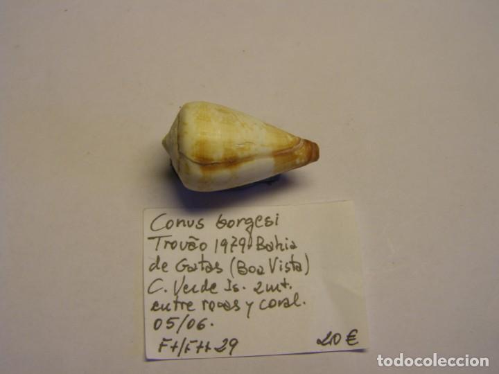 Coleccionismo de moluscos: Caracol snail shell conus borgesi. Cabo Verde. - Foto 2
