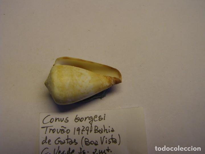 Coleccionismo de moluscos: Caracol snail shell conus borgesi. Cabo Verde. - Foto 3