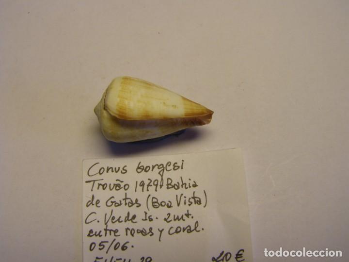 Coleccionismo de moluscos: Caracol snail shell conus borgesi. Cabo Verde. - Foto 4