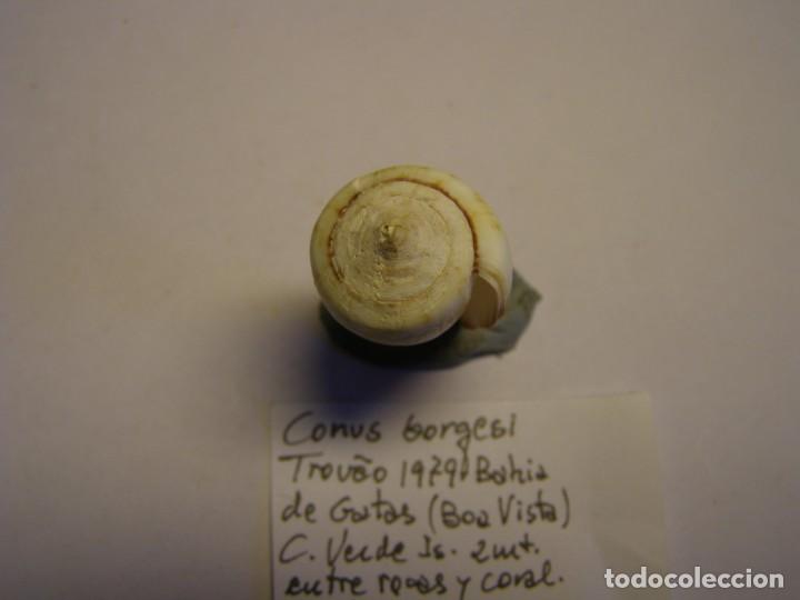 Coleccionismo de moluscos: Caracol snail shell conus borgesi. Cabo Verde. - Foto 5