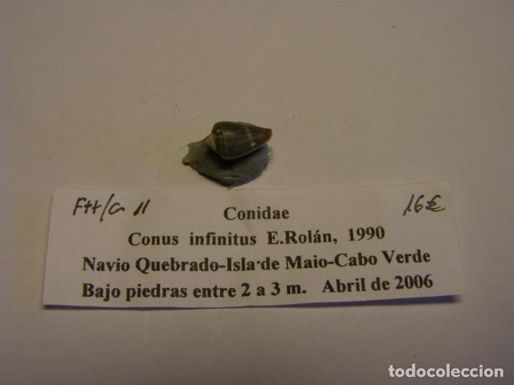 Coleccionismo de moluscos: Caracol snail shell conus infinitus. Cabo Verde. - Foto 1