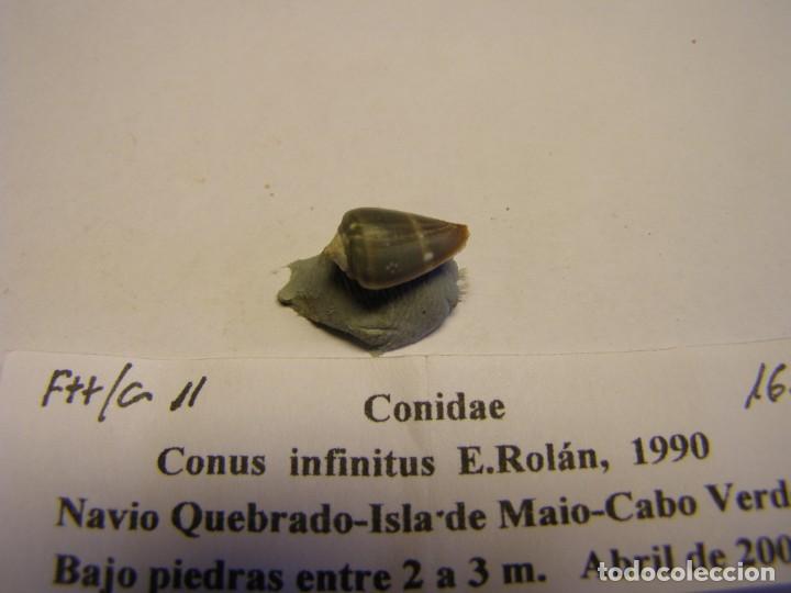 Coleccionismo de moluscos: Caracol snail shell conus infinitus. Cabo Verde. - Foto 2