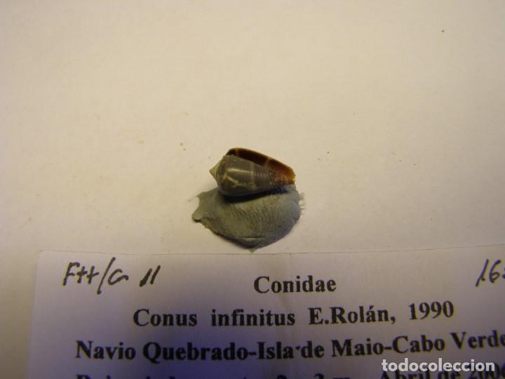 Coleccionismo de moluscos: Caracol snail shell conus infinitus. Cabo Verde. - Foto 3