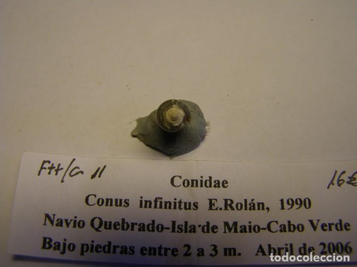 Coleccionismo de moluscos: Caracol snail shell conus infinitus. Cabo Verde. - Foto 4