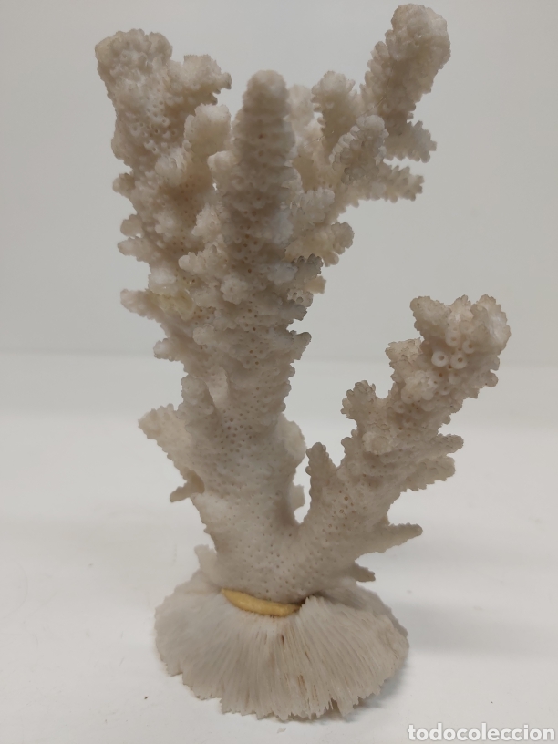 Coleccionismo de moluscos: Coral blanco - Foto 2