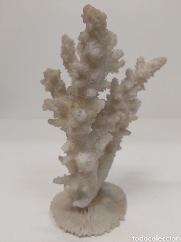 Coleccionismo de moluscos: Coral blanco - Foto 3