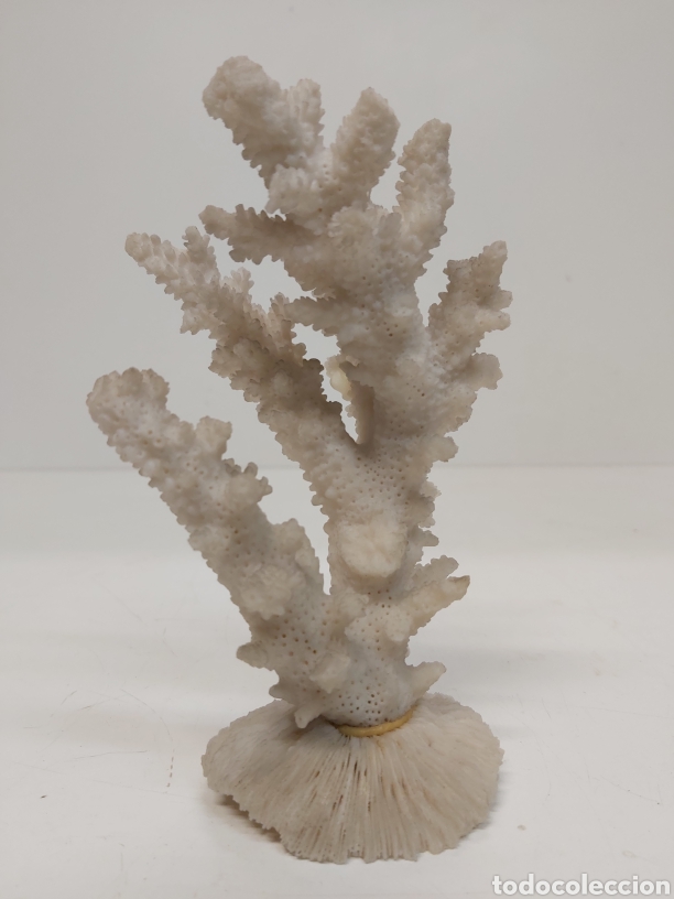 Coleccionismo de moluscos: Coral blanco - Foto 1