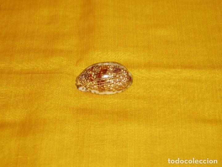 Coleccionismo de moluscos: Concha marina Cypraea - Foto 1